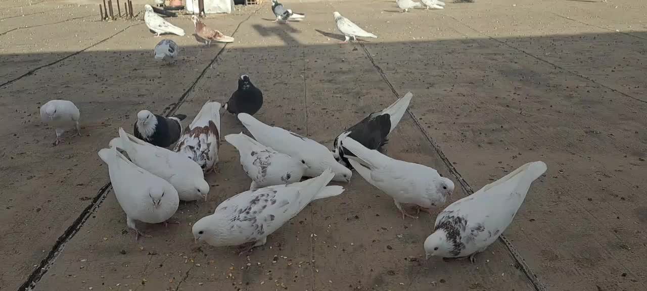 کبوتر نوک ریز و نوک قنار|پرنده|مبارکه, |دیوار