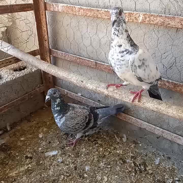 جفت گوره|پرنده|بوشهر, |دیوار