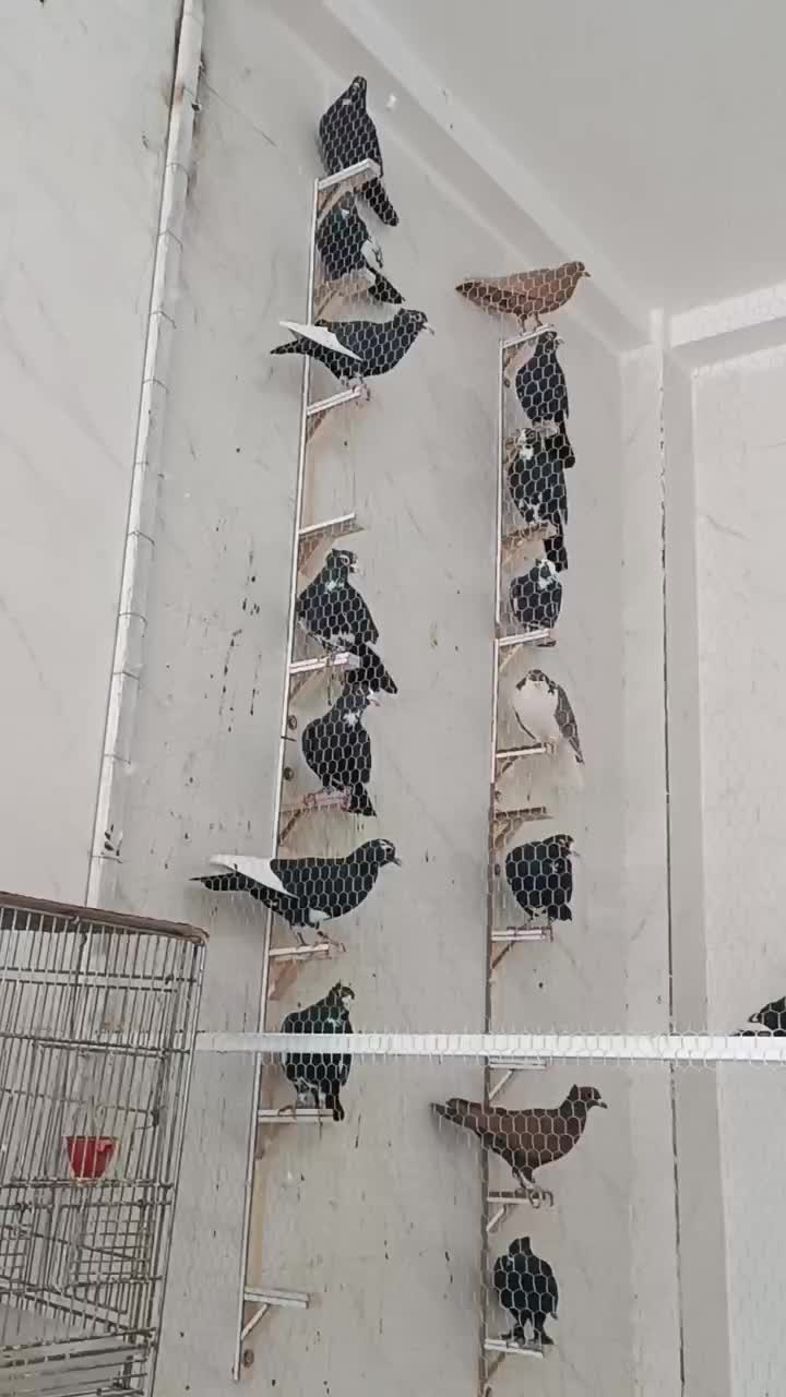 پرنده فروشی رضاخانی|پرنده|کرمان, |دیوار