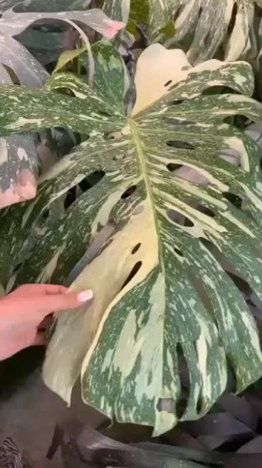 مانسترا تای ابلق۵برگی و۶برگی هر برگ بالایه ۹۰سانت|گل و گیاه طبیعی|تهران, چیتگر جنوبی|دیوار