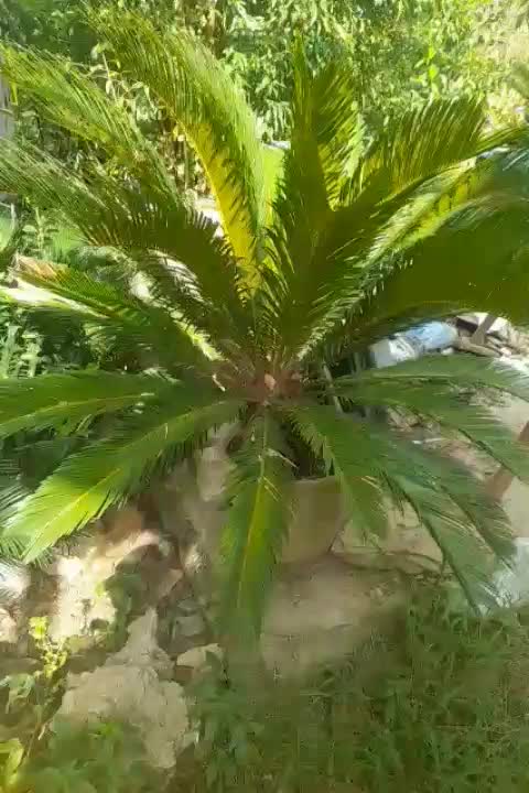 سیکاس|گل و گیاه طبیعی|رشت, لاکان|دیوار