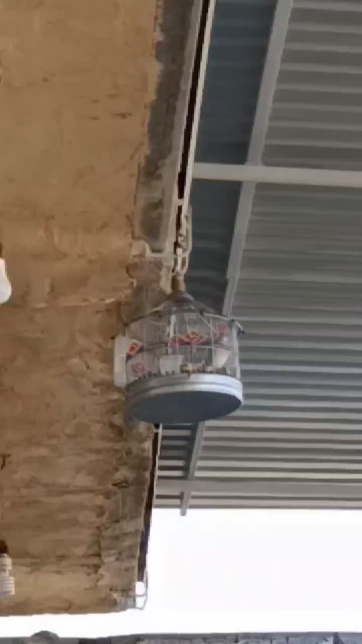 پرنده سهره خاکی|پرنده|صحنه, |دیوار