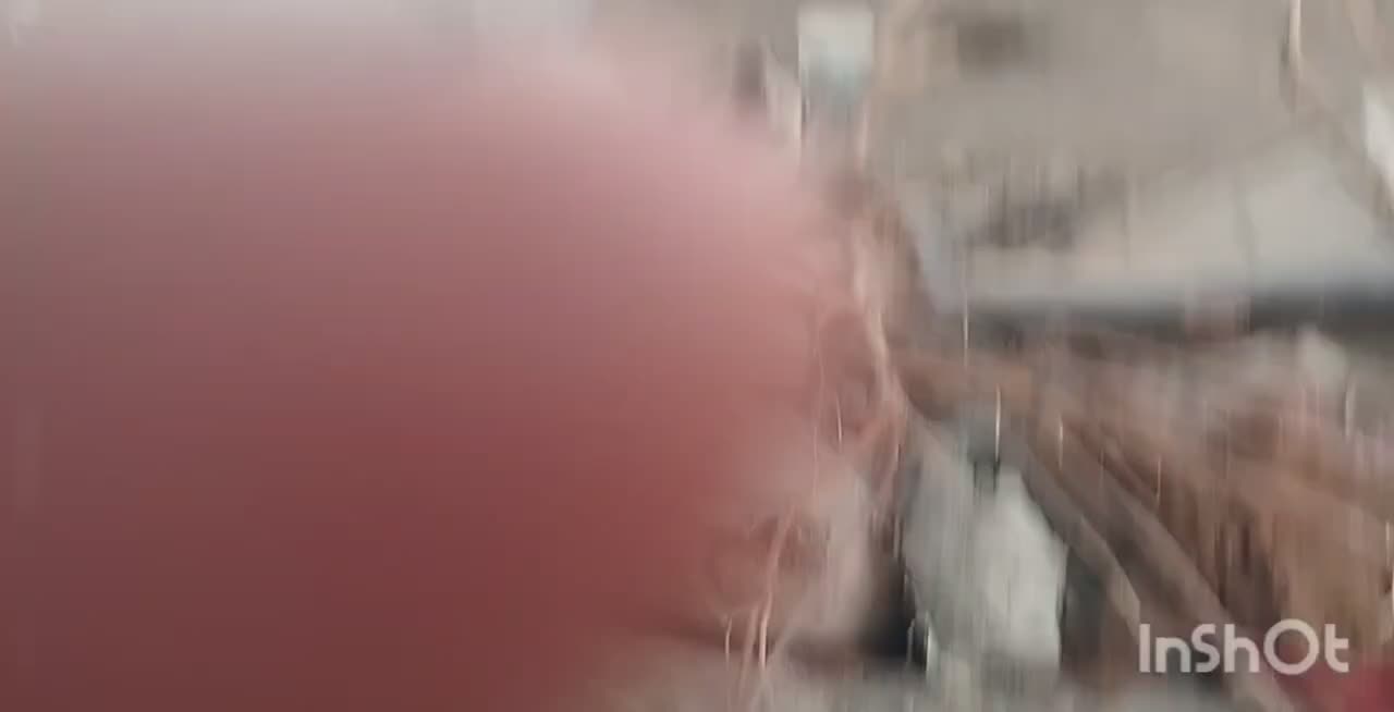 سگ نردوسال پرزور نترس گله ای دهن پاک توهمه چی|سگ|مشهد, پروین اعتصامی|دیوار