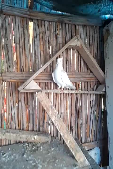 فروش کبوتر|پرنده|بندر ماهشهر, |دیوار