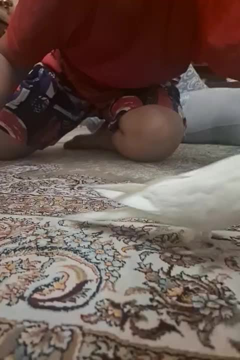 پرنده عروس هلندی|پرنده|تهران, امیریه|دیوار