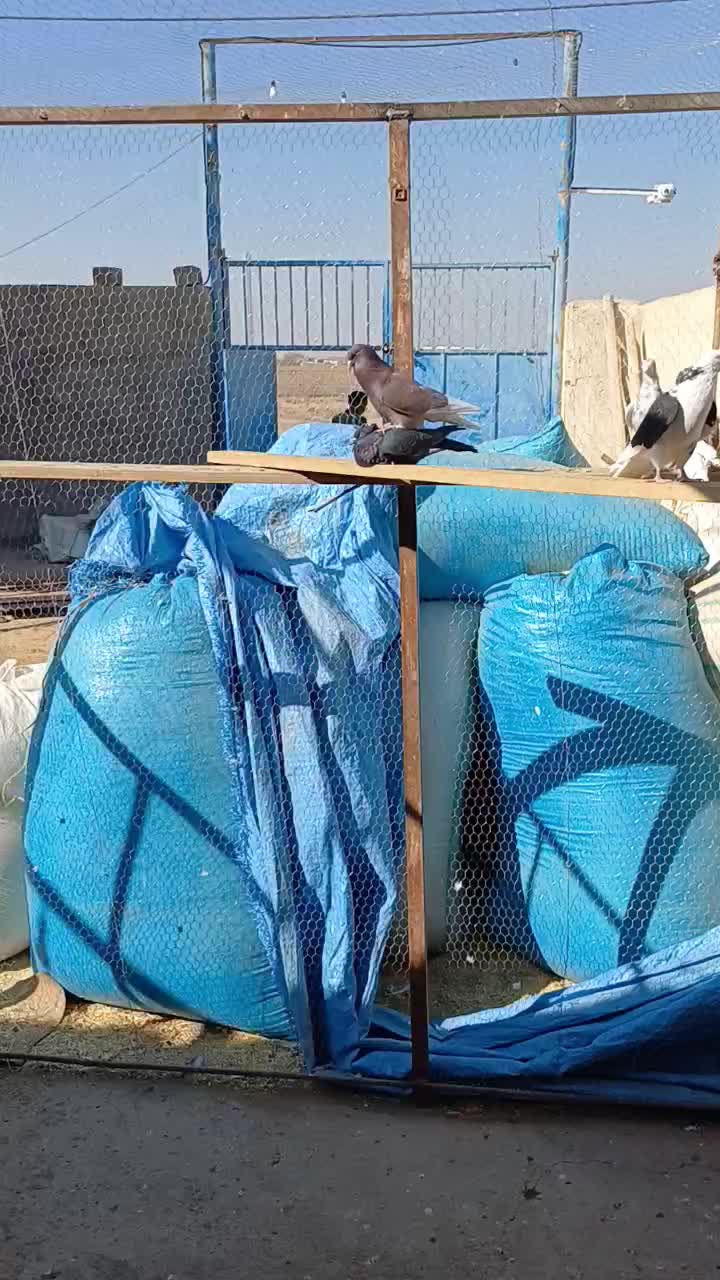 کبوتر بلندپرواز|پرنده|آران و بیدگل, |دیوار