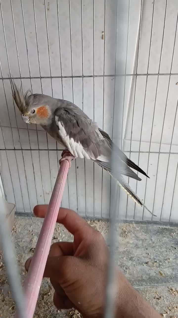 عروس هلندی کاملا اهلی|پرنده|آذرشهر, |دیوار