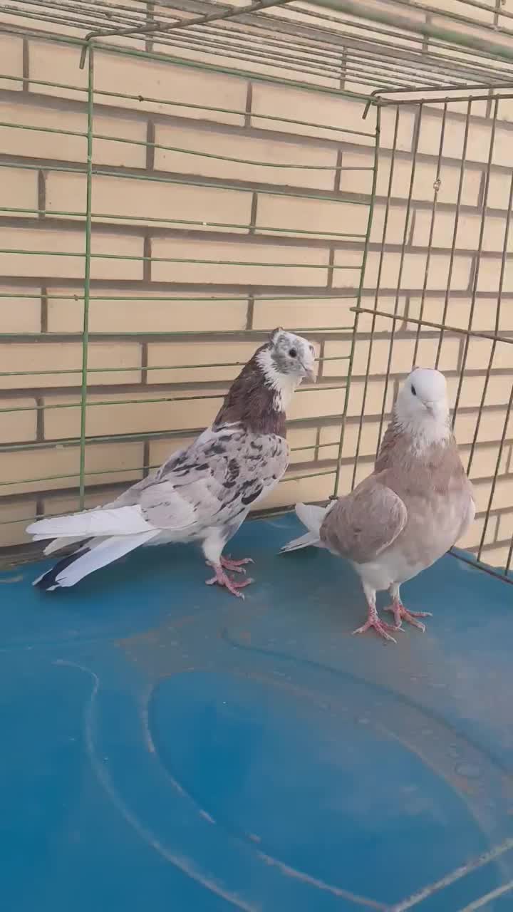 شازده|حیوانات|میبد, |دیوار