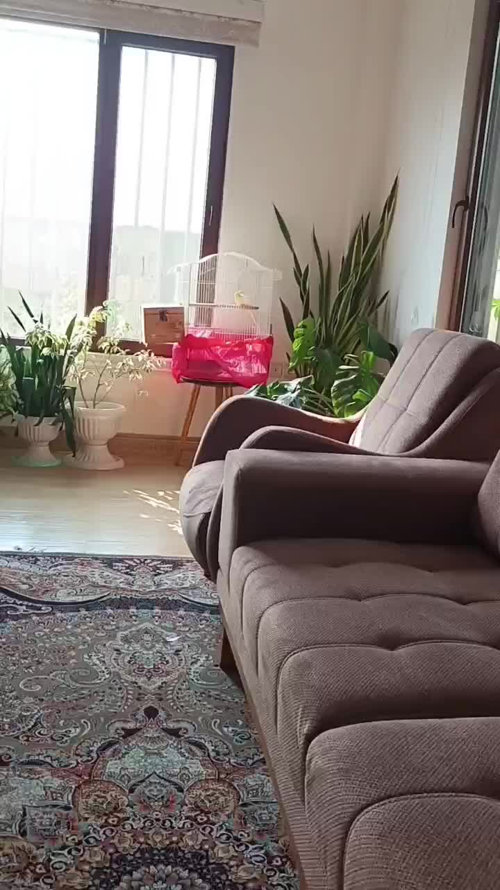 یه عدد عروس هلندی نر بالغ لوتینو زعفرانی|پرنده|لنگرود, |دیوار