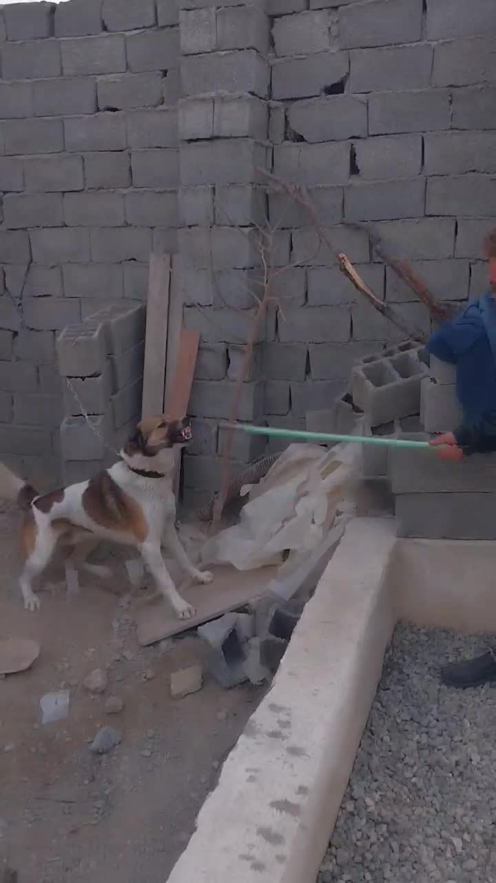 سگ گمشده|سگ|نسیم‌شهر, |دیوار