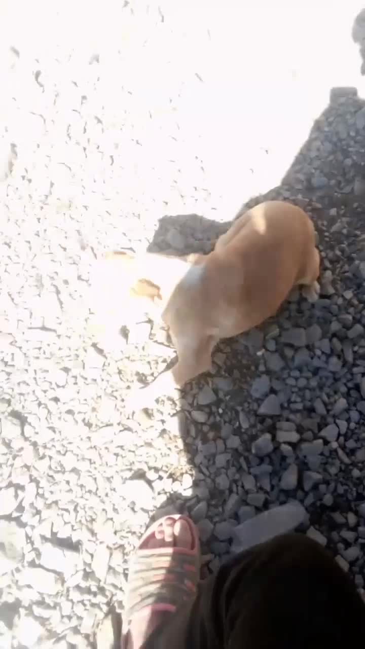 ماده پاکوتاه باهوش زرنگ 10 روز دیگه زایمان میکنه|سگ|کرمانشاه, |دیوار