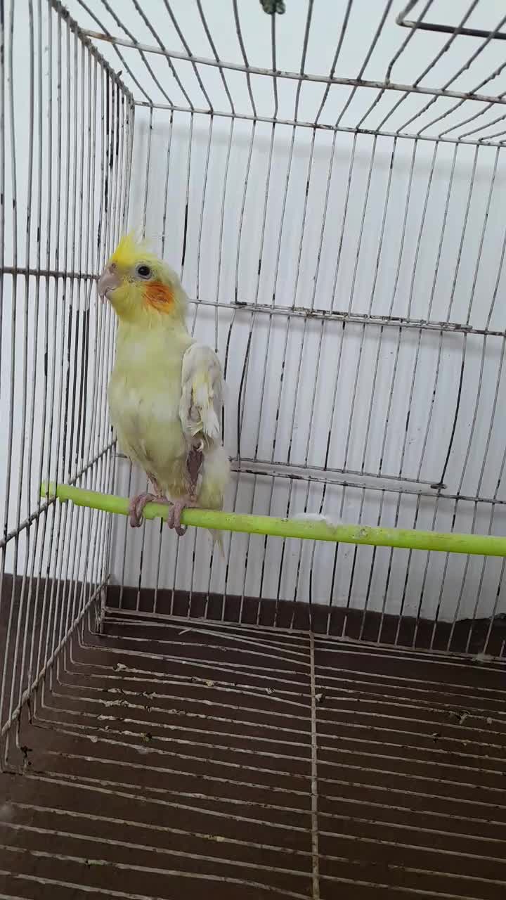 عروس هلندی نر|پرنده|مشهد, رده|دیوار