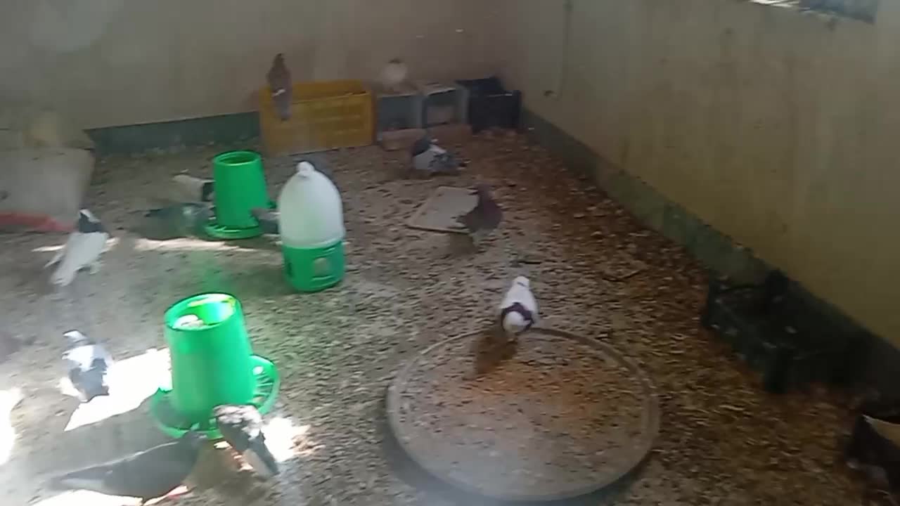 کفترفروشی|پرنده|درمیان, |دیوار