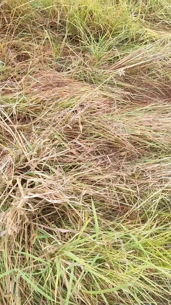 سگ ماده شکاری پوینتر املش|سگ|املش, |دیوار