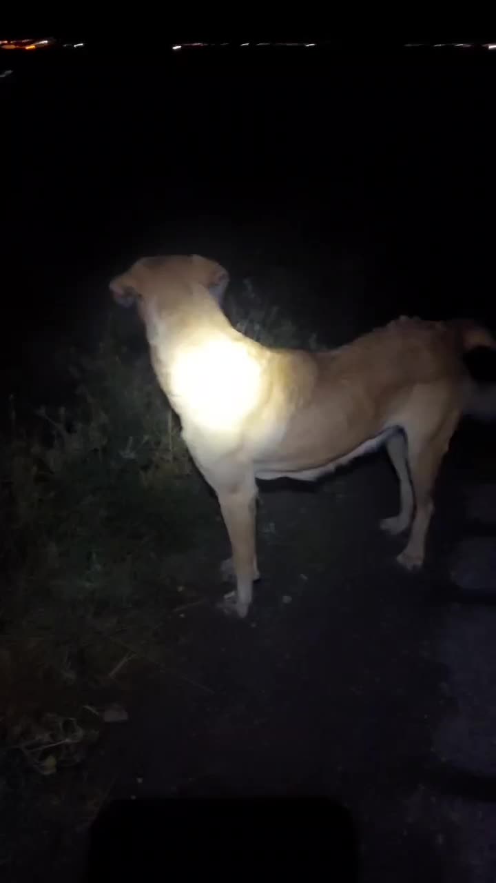 سگ پژدر|سگ|گهواره, |دیوار