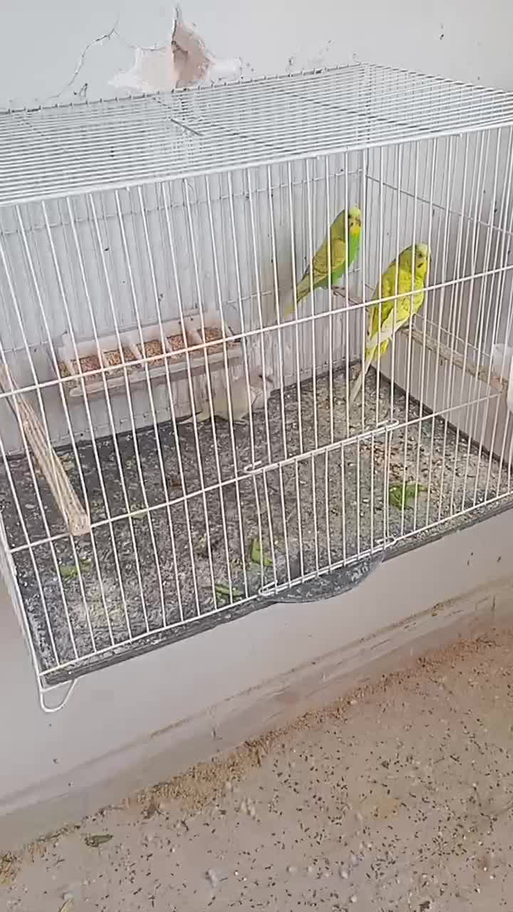 مرغ عشق/فنچ/عروس/کوتوله/الماسی|پرنده|زاهدان, |دیوار