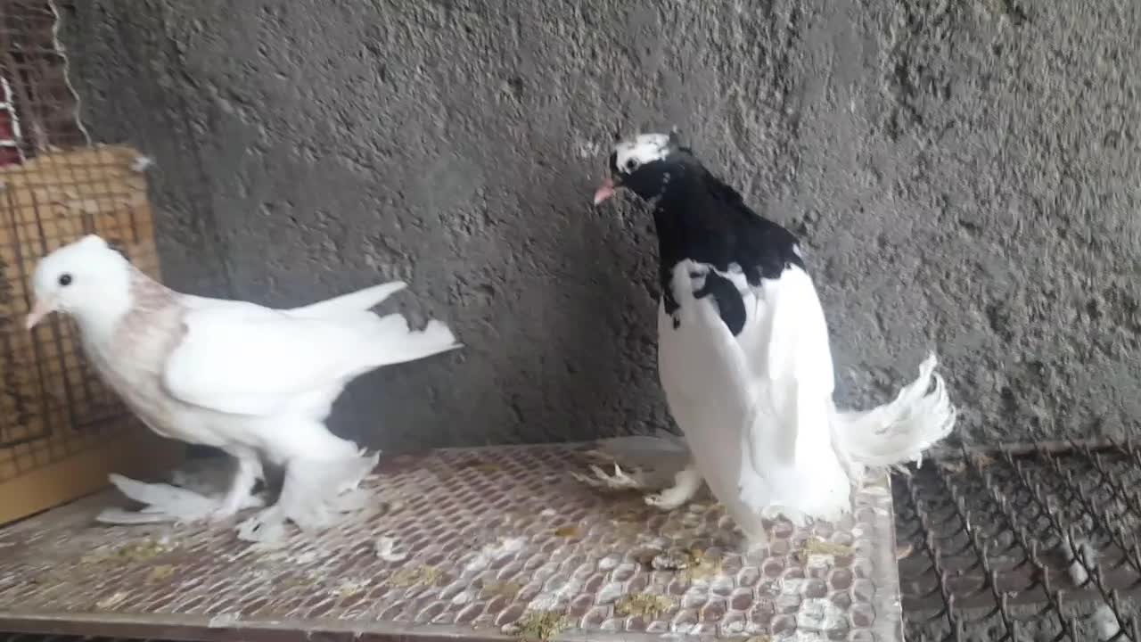 کبوترطوقی پاپرسلطنتی|پرنده|لامرد, |دیوار